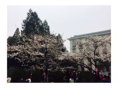 -武汉大学-樱园