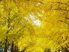 -三里屯东五街银杏大道