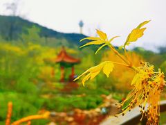 -大连植物园