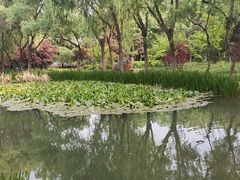 -洛阳市隋唐城遗址植物园