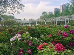 -曹州牡丹园
