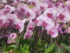 -双季花艺园艺市场(浦东店)