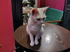-猫色咖啡·猫咖