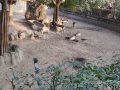 -成都动物园