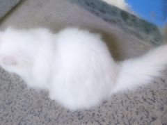 喵星人-Anne猫窝咖啡屋