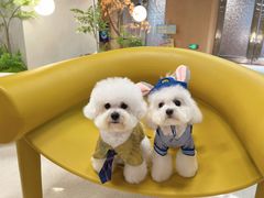 -帕帕拉兹宠物(亚洲旗舰店)