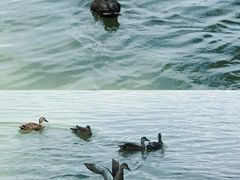 -海珠湖公园