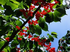 -樱桃山旅游景区