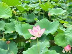 -广州莲花山旅游区
