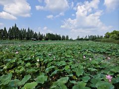 -洪湖生态旅游区