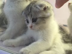 -喵的天空名猫咖啡馆·撸猫·猫舍·用品