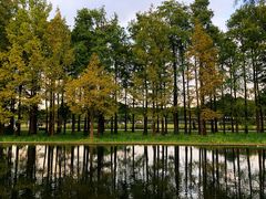 -上海共青森林公园