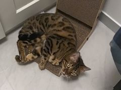 -平行世界·猫咖(首经贸店)