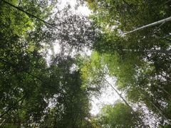 -宁波浙东大竹海景区