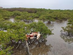 -北海金海湾红树林生态旅游区
