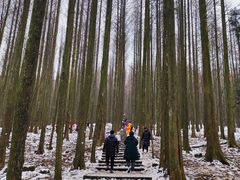 -武陵山森林公园