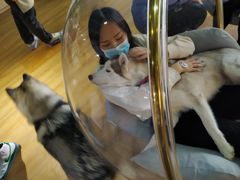 -Husky Go! 哈士奇体验馆·宠物咖啡厅狗咖