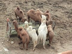 -大青山野生动物园