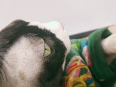 -糯米喵星人·撸猫猫舍咖啡馆(西市场嘉华店)