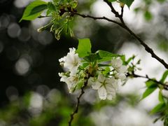 -重庆中央公园(渝北区)