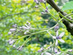 -杭州植物园