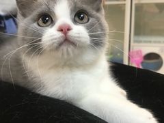 -lincat·猫舍(广州店)