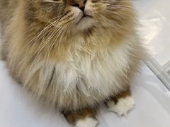 -COLOR PETS 撸猫馆·购猫·猫咖(长风大悦城店)