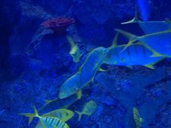 -芜湖新华联大白鲸海洋公园