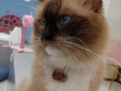 -糯米喵星人·撸猫猫舍咖啡馆(西市场嘉华店)