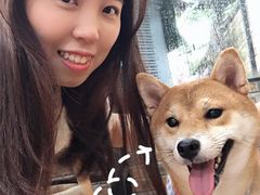 -柴犬高等学院·狗咖·柴犬售卖·宠物训练