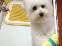 iphone_upload_pic-瑞派天使宠物医院·神经外科·骨科·核磁(洛川中路店)