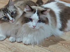 -白兔子密室(长寿路店)