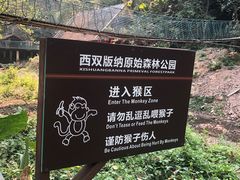 -西双版纳原始森林公园