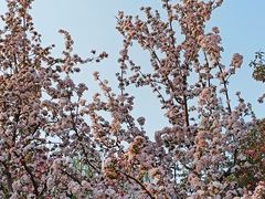 -海棠花溪(元大都城垣遗址公园)