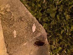 -椰风寨