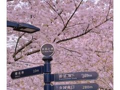 -高东镇樱花园