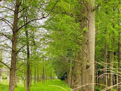 -上海长兴岛郊野公园