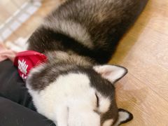 -Husky Go! 哈士奇体验馆·宠物咖啡厅狗咖