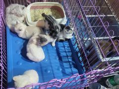 -五一星光夜市(SOHO新天地店)