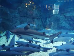 -烟台海昌鲸鲨海洋公园