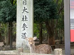-奈良公园