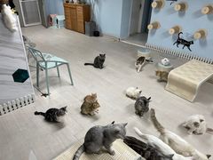-喵百万·布偶·蓝金金渐层英短·猫舍(百子湾店)
