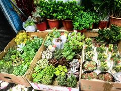 -循礼门鲜花花市(武汉循礼门店)