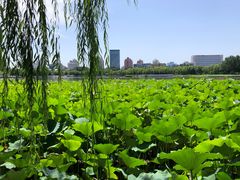 -莲花池公园