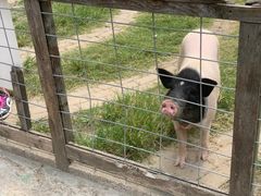 -前小桔亲子创意农场·草莓采摘·露营烧烤