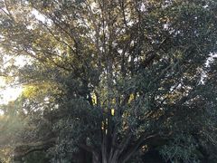 -墨尔本皇家植物园