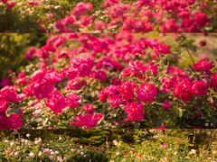 -人民公园(罗湖区)