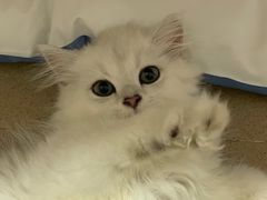 -创凡宠物医院·骨专科  猫科中心(西乡分院)