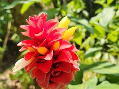 -中国科学院西双版纳热带植物园