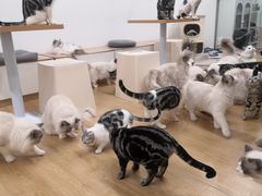 -有喵·猫咖·狗咖·30几只猫10只小狗(岗厦店)